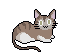 Cat Animation