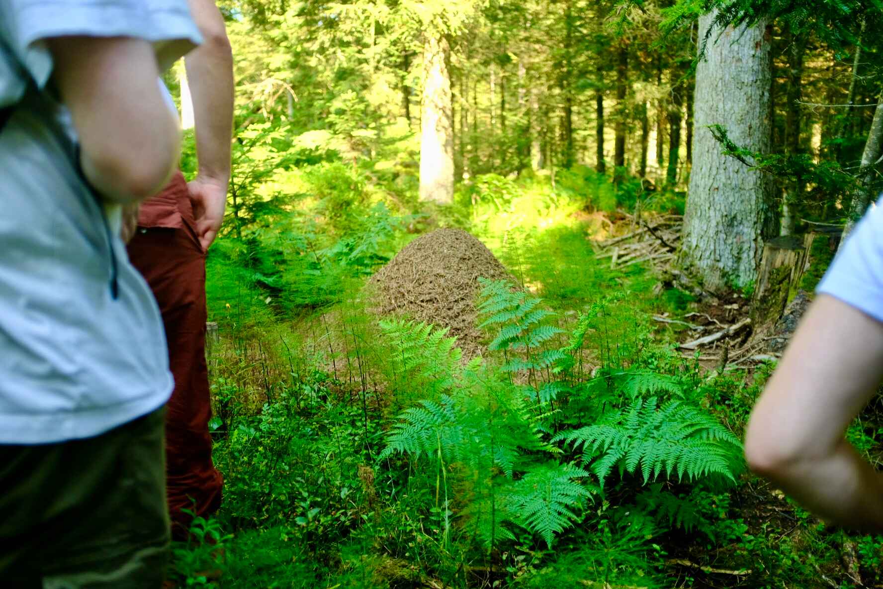 Ant nest with people in front