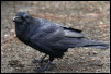 Audio-Visueller Media Player für Biodiversität im Urbanen Raum