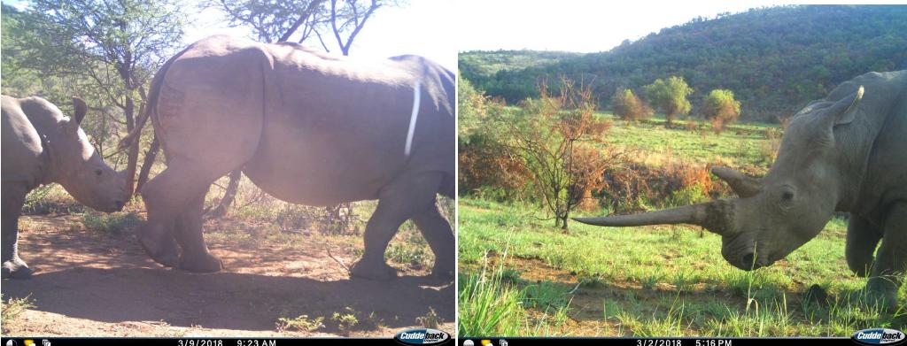 Identify & Protect Endangered Species with Deep Learning