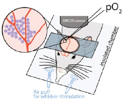 Segmentation of and Signal Extraction from Neuroscience Imaging Data
